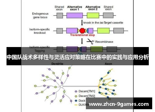 中国队战术多样性与灵活应对策略在比赛中的实践与应用分析